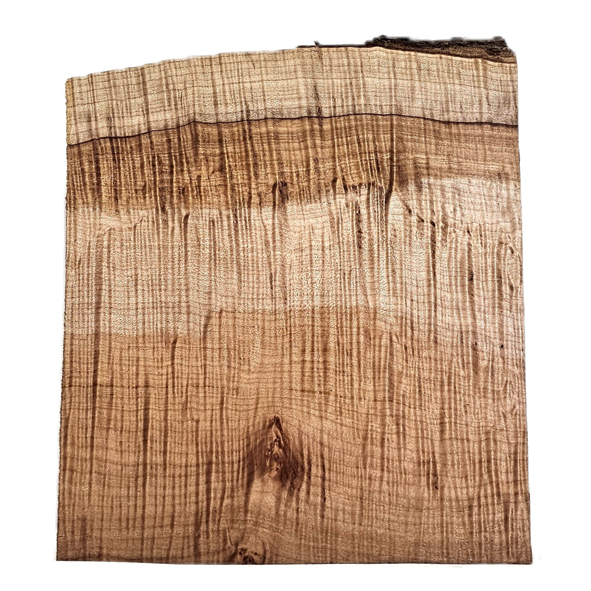 Beautiful, large curly maple bowl blank with subtle three-tone color bands, top grade figure throughout the piece and a live edge.