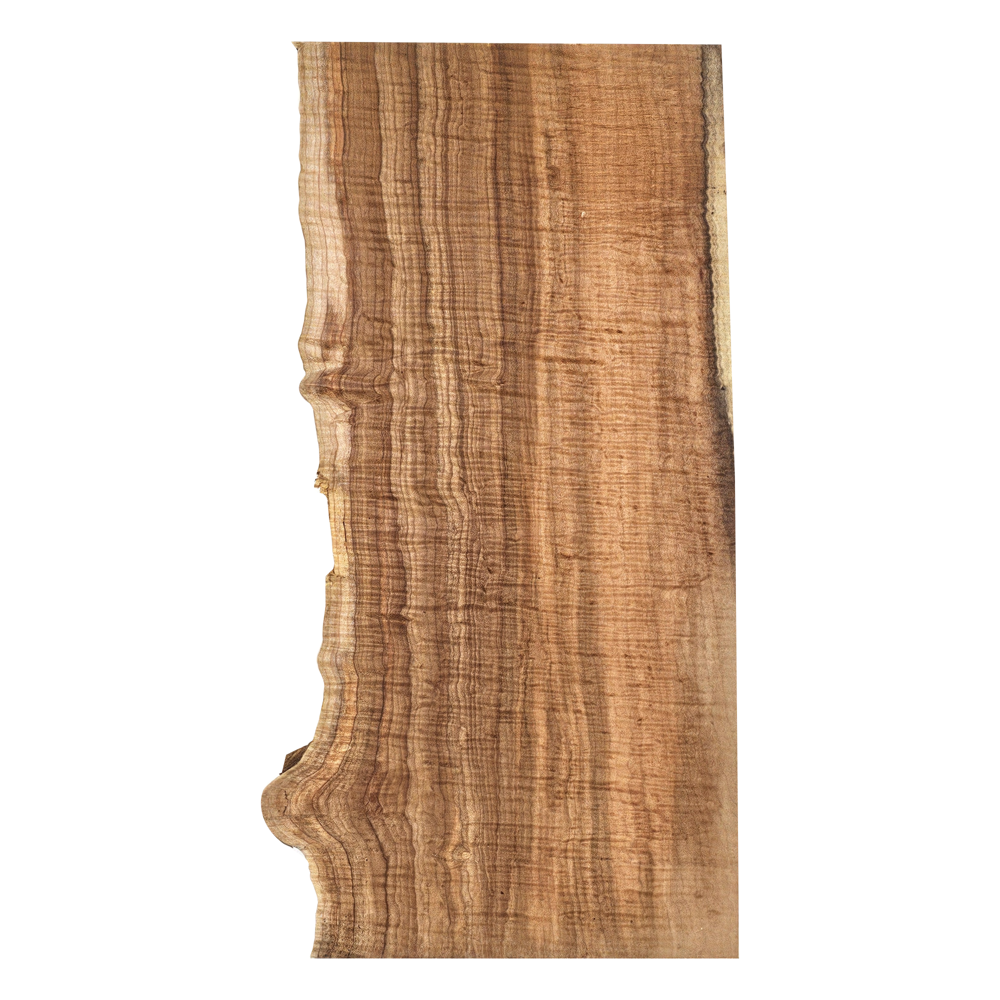 Beautiful curly maple billet/charcuterie board blank with deep chocolate coloring, 5A grade curl, and live edge.