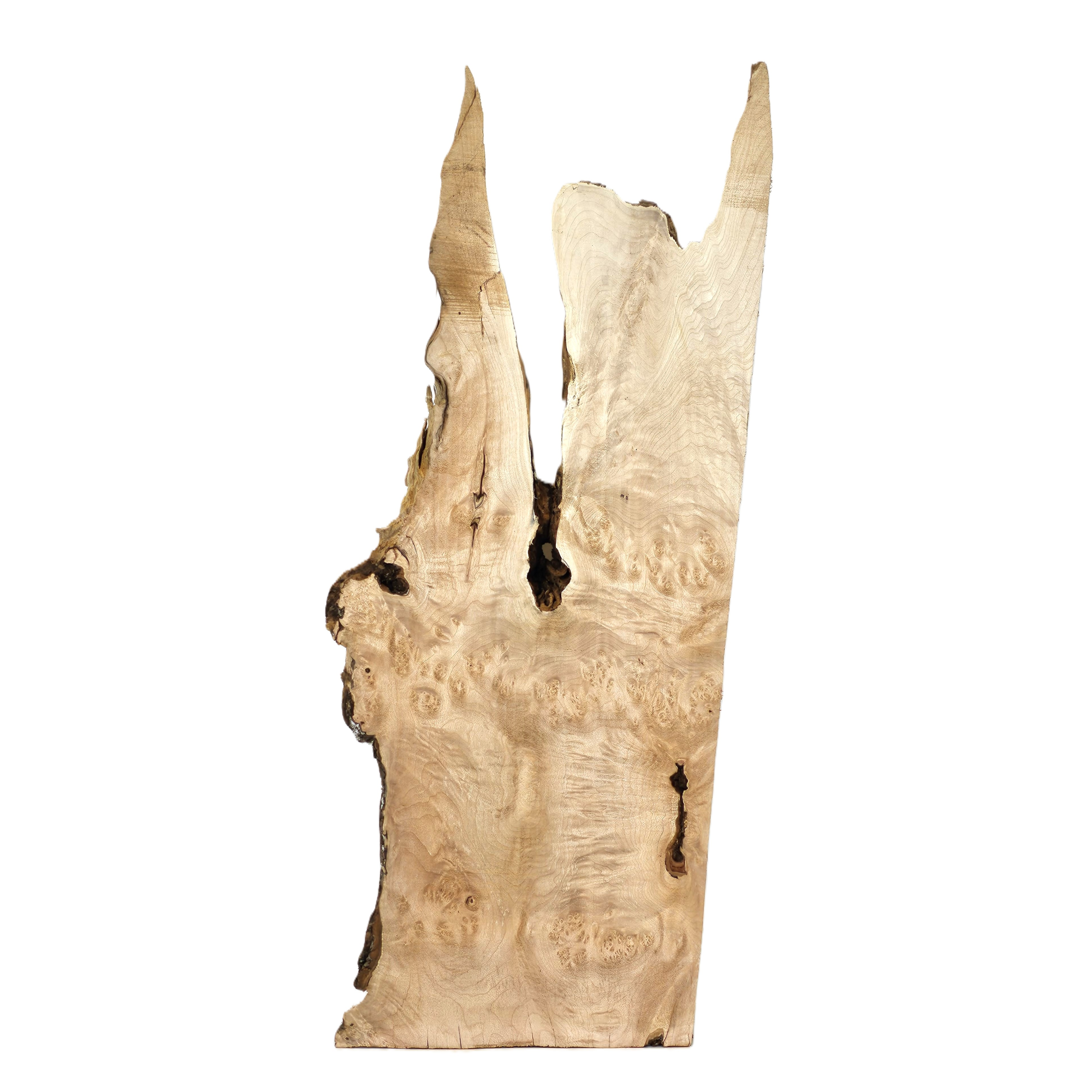 Gorgeous maple burl craft board with scattered burl eyes, interesting center void, wonderful shape and live edge.