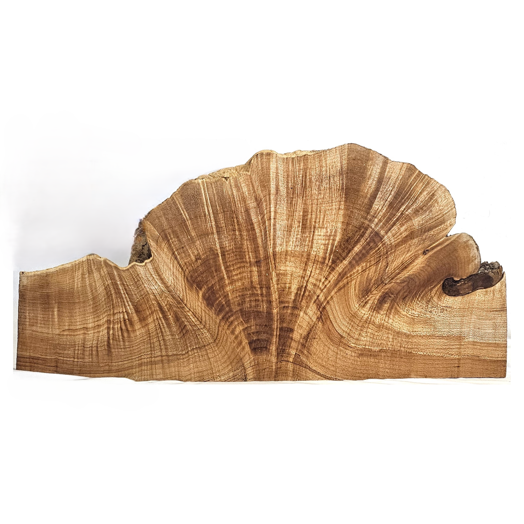 Gorgeous large single maple burl with waterfall