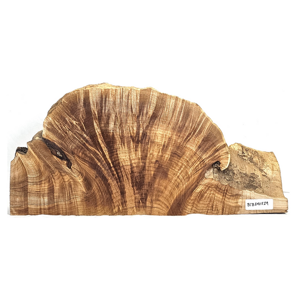 Gorgeous large single maple burl with waterfall "rays", curl on edges, and live edge.