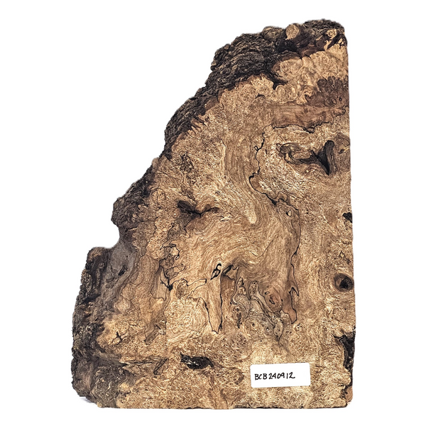 Small maple burl chunk with heavy burl eyes, spalting and live edge.