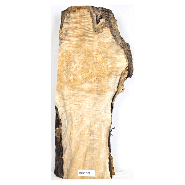 Maple burl full billet with heavy eye spots, curl, beautiful blue stain veins, and live edge.