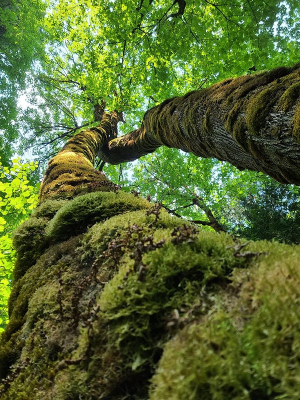 Burled maple trees view from base of trees looking up intertwined trunks