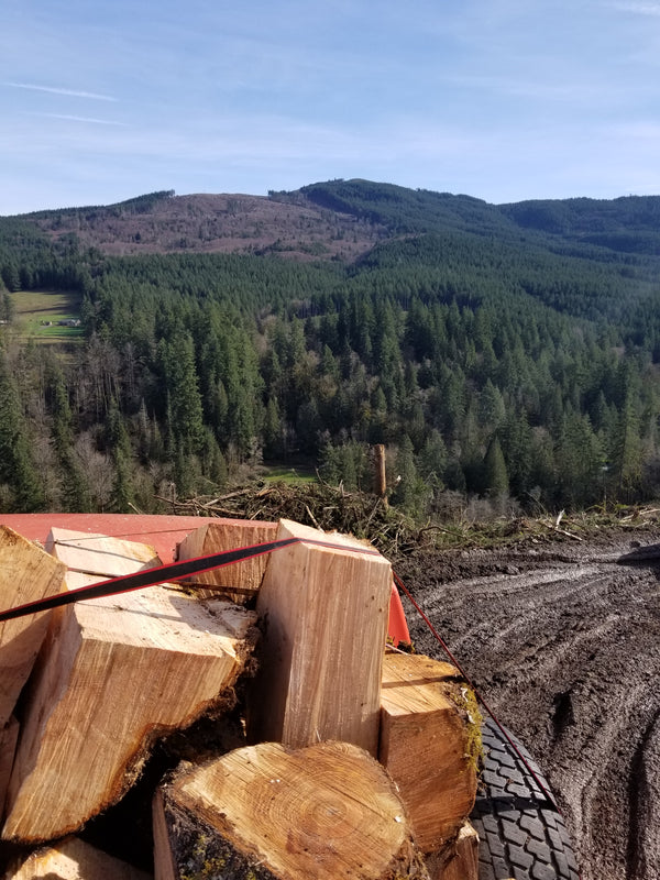 View of pine forest from top of mountain with cut wood in truck