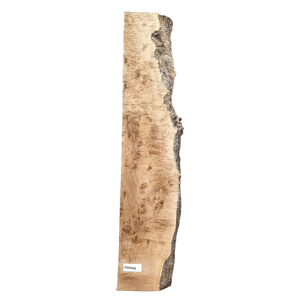 Beautiful curly maple mini slab with 5A grade figure throughout the piece, multiple tiny burls scattered, light two-tone color and live edge.