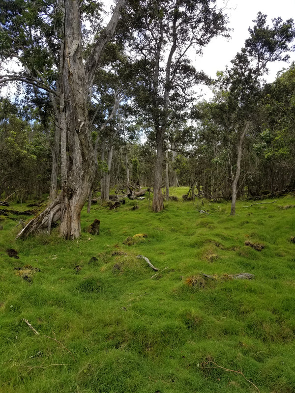 Koa tree forest with green grass