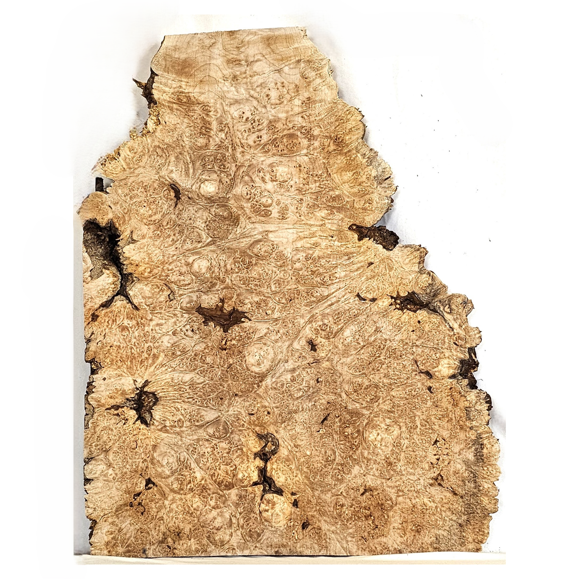 Beautiful maple burl craft board/slab with heavy burl eyes, bark inclusions, great color and spiky live edge.