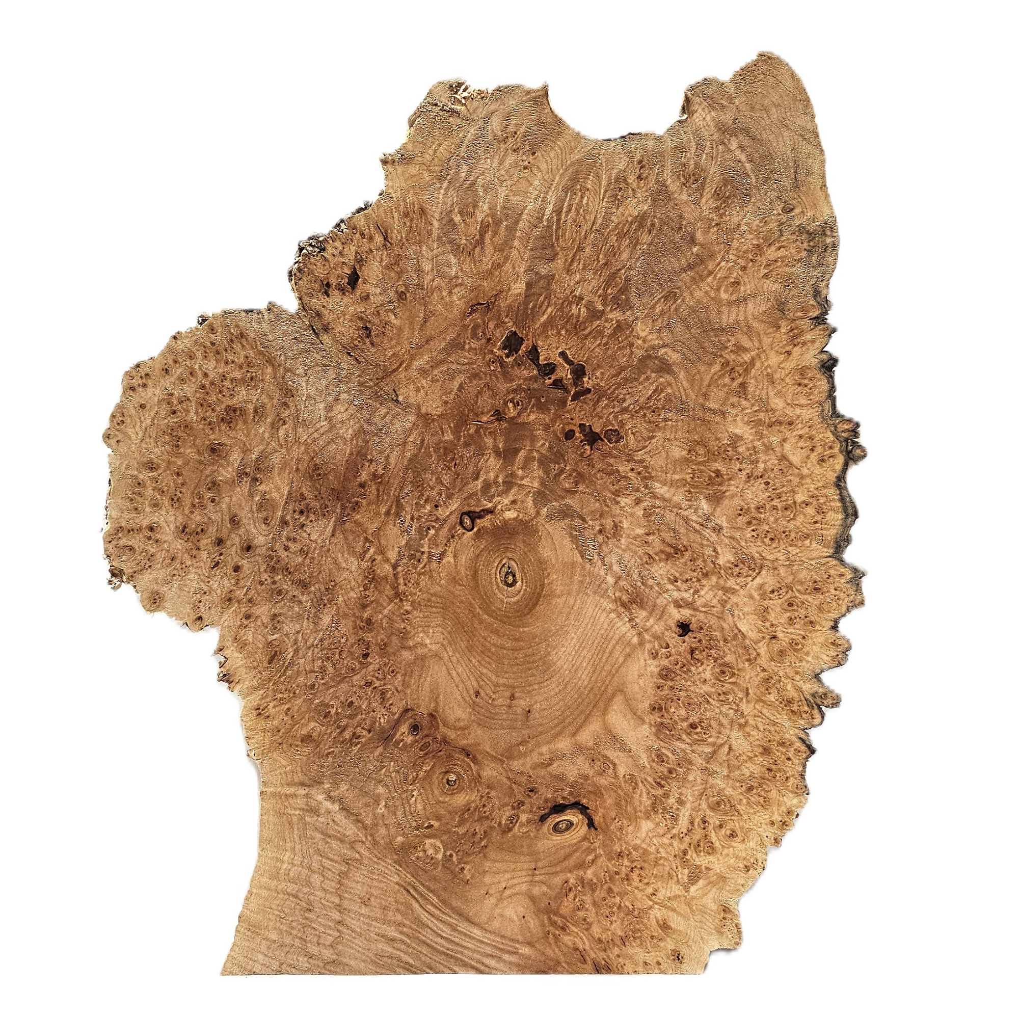 Beautiful maple burl cookie with heavy burl eyes and near all-around spiky live edge