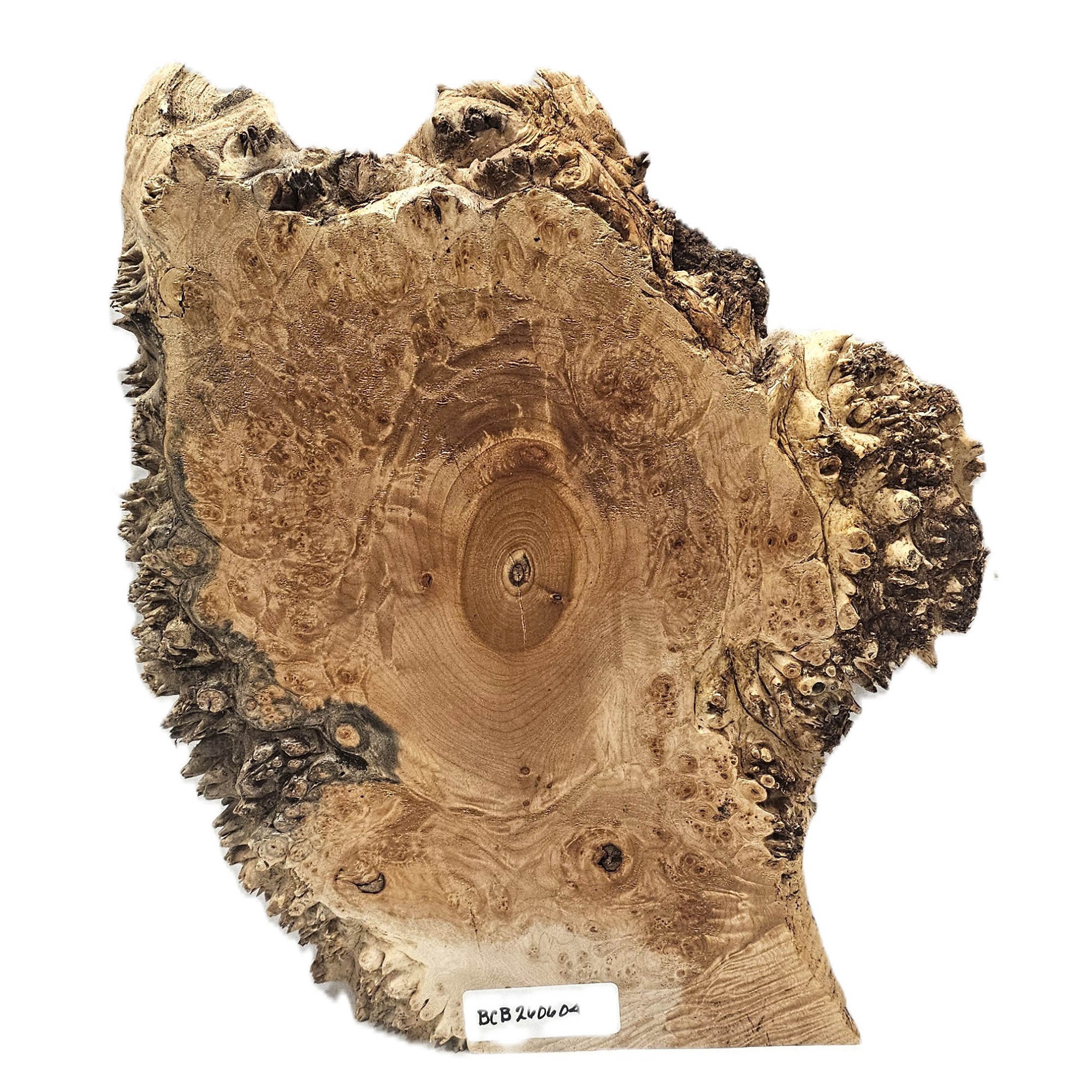 Beautiful maple burl cookie with heavy burl eyes and near all-around spiky live edge