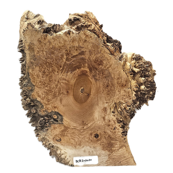 Beautiful maple burl cookie with heavy burl eyes and near all-around spiky live edge