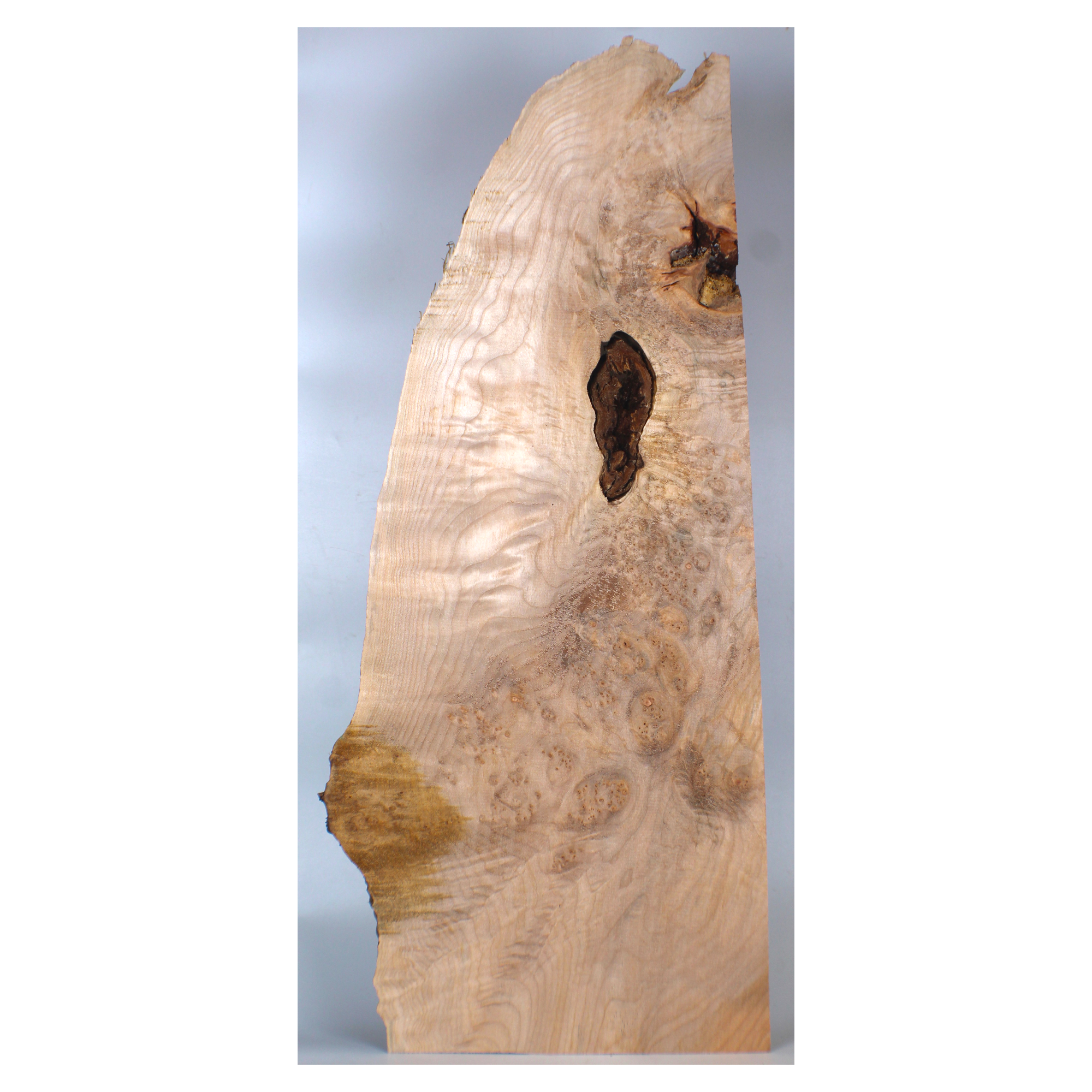Maple burl craft board with heavy burl eyes, curl, and live edge.
