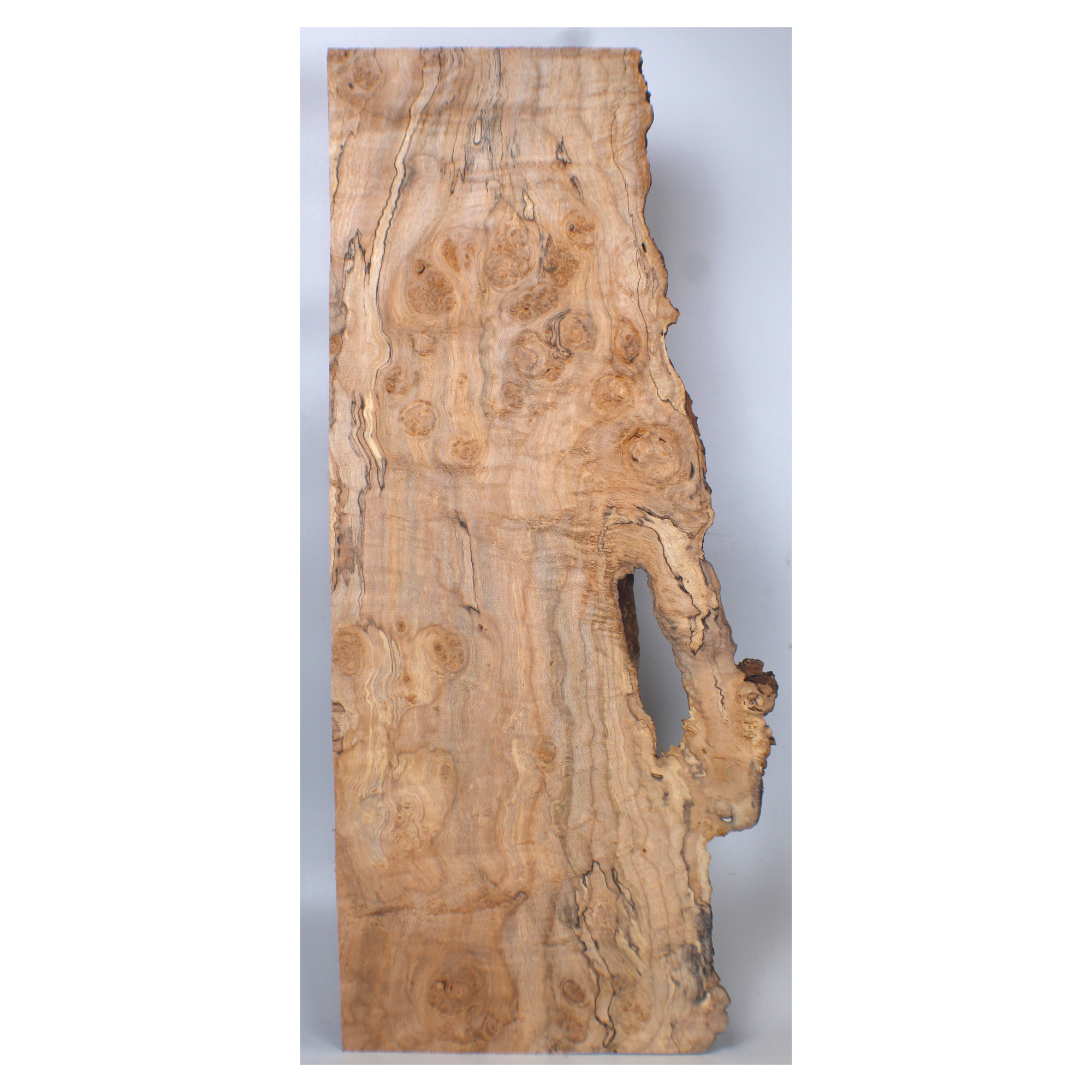 Unique maple burl craft board with large burl eyes, beautiful color variation, spalting, and live edge.