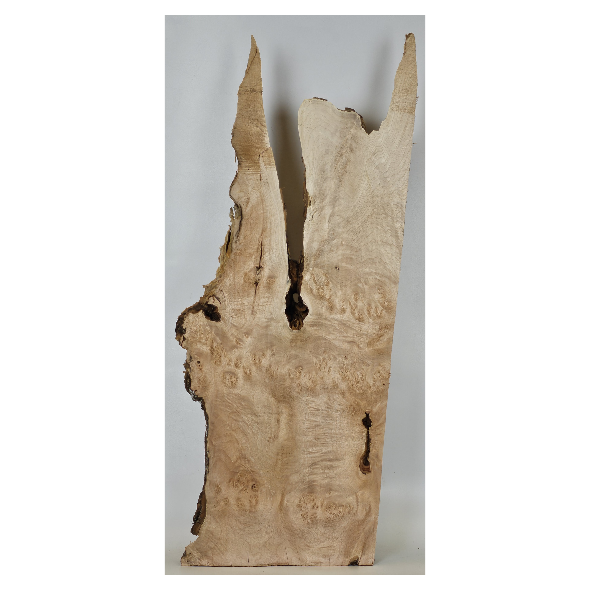 Gorgeous maple burl craft board with scattered burl eyes, interesting center void, wonderful shape and live edge.