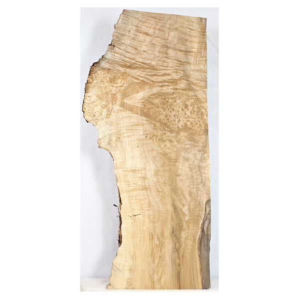 Maple burl full billet with heavy eye spots, curl, beautiful blue stain veins, and live edge.