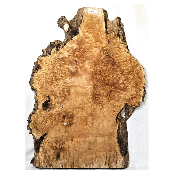 Beautiful maple burl table slab with heavy flat-sawn burls, light scattered curl, rich color, and live edges.