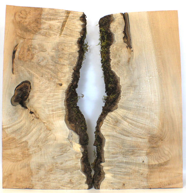 Dimensions each piece: Thickness 2.25", Max width 12", Max length 25".  Absolutely gorgeous 2-piece maple burl set with two-tone color, blue streaks, heavy waterfall burl, 5A compression curl, bark inclusions, and live edges.