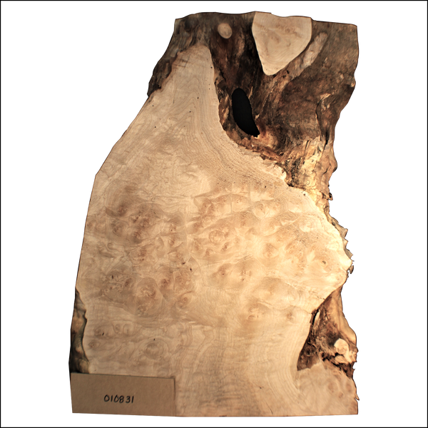 Maple burl craft board with voids, quilting between the burls, and live edge.  Dimensions: Thickness: 1.5", Max width: 13", Length: 21".
